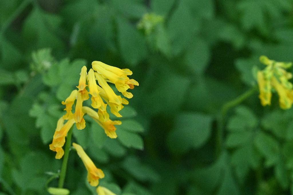 2025-06219109 Tower Hill Botanic Garden, MA.JPG - Yellow Corydalis (Corydalis flavula) or Yellow Fumewort. New England Botanic Garden at Tower Hill, MA, 6-21-2025